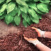 wood chips in soil - good or bad