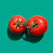 Can you Plant two tomato plants together in a Pot