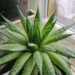 How to Save a Broken Aloe Vera Plant