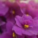 best self-watering pots for african violets