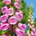 how to winterize foxglove plants