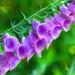 Should You Pull up Foxgloves After Flowering