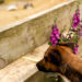 Are Foxgloves Poisonous To Dogs